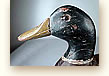 Early 1900’s duck decoy