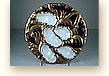 antique Haviland Limoges oyster plate